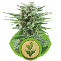 Easy Bud Cannabis Seeds