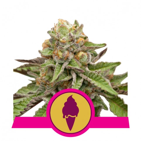 Green Gelato - Cannabis Seeds