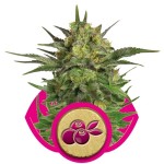 Haze Berry Cannabis Seeds