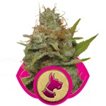 Kali Dog Cannabis Seeds
