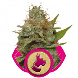 Kali Dog Cannabis Seeds
