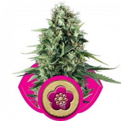 Power Flower Cannabis Seeds