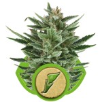 Quick One Cannabis Seeds