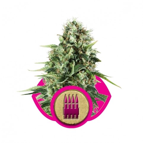 Royal AK Cannabis Seeds