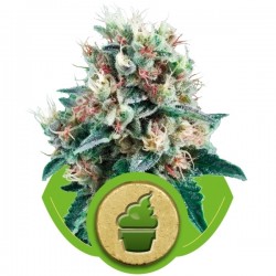 Royal Creamatic Cannabis Seeds