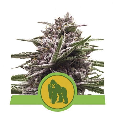 Royal Gorilla Auto Cannabis Seeds