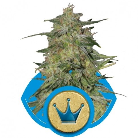 Royal Highness Cannabis Seeds