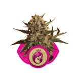 Royal Madre Cannabis Seeds
