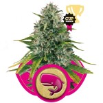 Royal Moby Cannabis Seeds