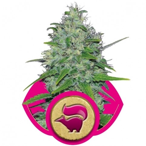 Skunk XL Cannabis Seeds