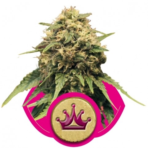 Special Queen #1 Cannabis Seeds