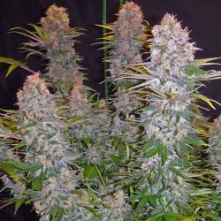 Jock Horror - Cannabis Seeds
