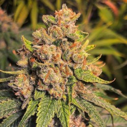 Amnesia Haze Bulk Cannabis Seeds