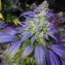 Auto Blueberry x Auto Northern Lights - Cannabis Seeds