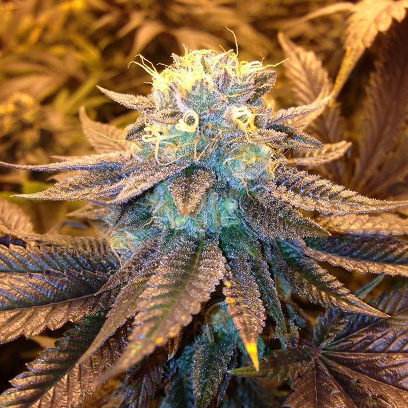 Auto Blueberry x Auto Somango - Bulk Cannabis Seeds.