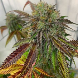 Auto Critical Mazar - Bulk Cannabis Seeds