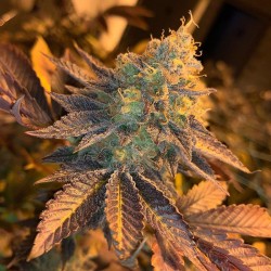 Auto OG Kush  - Bulk Cannabis Seeds