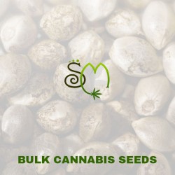 Bulk Cannabis Seeds