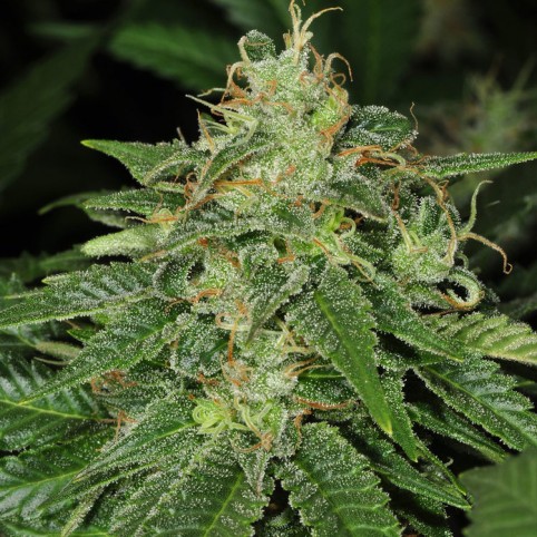 Cinderella 99 - Bulk Marijuana Seeds