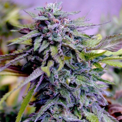 Grandaddy Purple - Bulk Cannabis Seeds