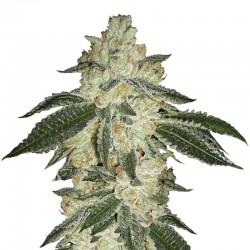 Green Crack - Bulk Cannabis Seeds