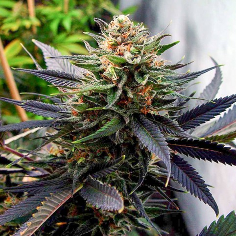 Lavender - Bulk Cannabis Seeds