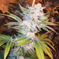 Skunk #1 - Bulk Cannabis Seeds