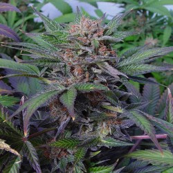 Somango - Bulk Cannabis Seeds
