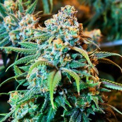 Stardawg - Bulk Cannabis Seeds