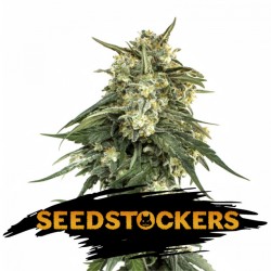 BCN Critical XXL Cannabis Seeds
