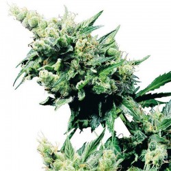 Hash Plant - Cannabis Seeds - Sensi Seeds