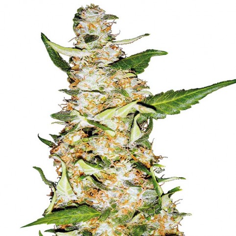 Auto Skunk #1 - Bulk Cannabis Seeds