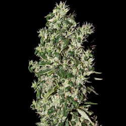 Big Tooth - Marijuana Seeds