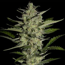 Flowerbomb Kush Cannabis Seeds