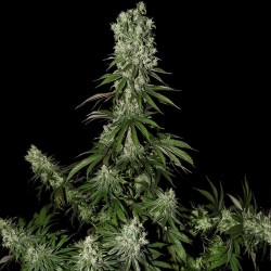 White Strawberry Skunk Cannabis Seeds