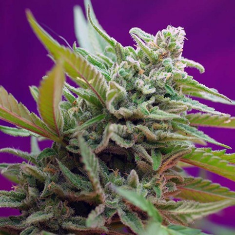Auto Jack - Bulk Cannabis Seeds