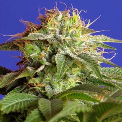Green Poison F1 Fast Version Sweet Seeds