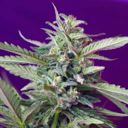 S.A.D. Automatic Sweet Seeds