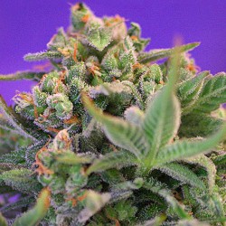 Sweet Cheese F1 Fast Version Sweet Seeds