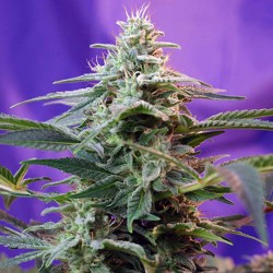 Sweet Special F1 Fast Version Sweet Seeds