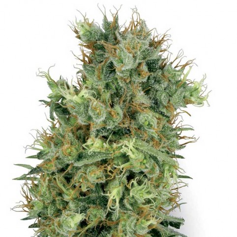 Orange Bud - Cannabis Seeds