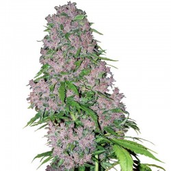 Purple Bud - Cannabis Seeds