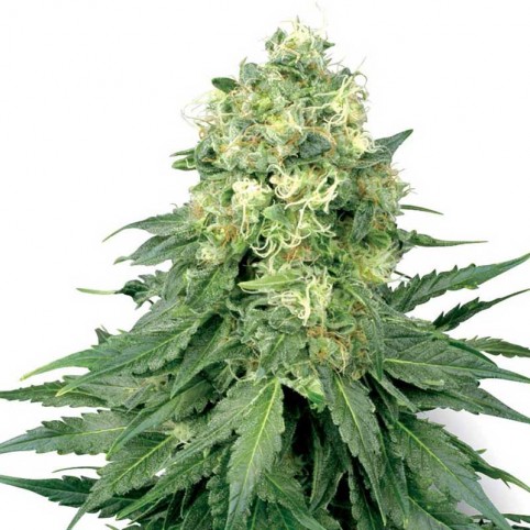 White Widow - Bulk Cannabis Seeds