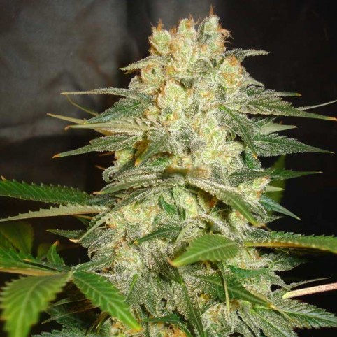 Afghan Kush Ryder Cannabis Seeds