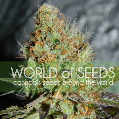Afghan Kush Special Cannabis Seeds