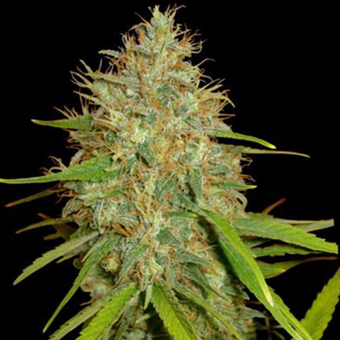 Afghan Kush x Black Domina Cannabis Seeds