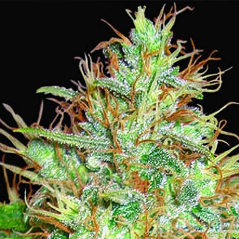 Afghan Kush x Skunk Cannabis Seeds