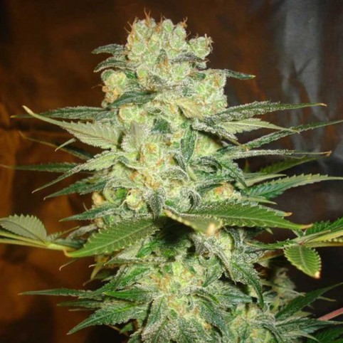 Afghan Kush x White Widow Cannabis Seeds