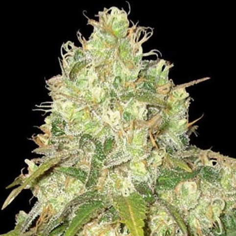 Afghan Kush x Yumbolt Cannabis Seeds