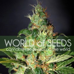Chronic Haze Cannabis Seeds